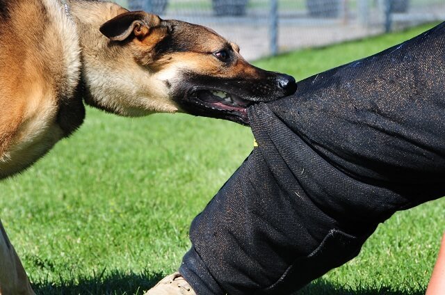 Dog biting a leg of his trainer.